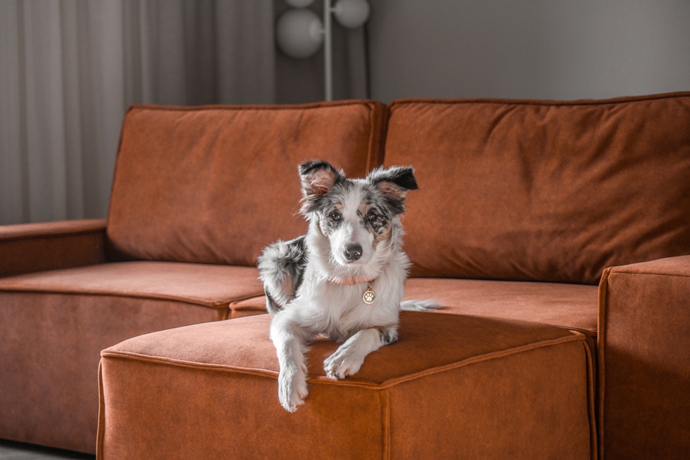 Ruimte met een hond op een ronde bank van scandicsofa
